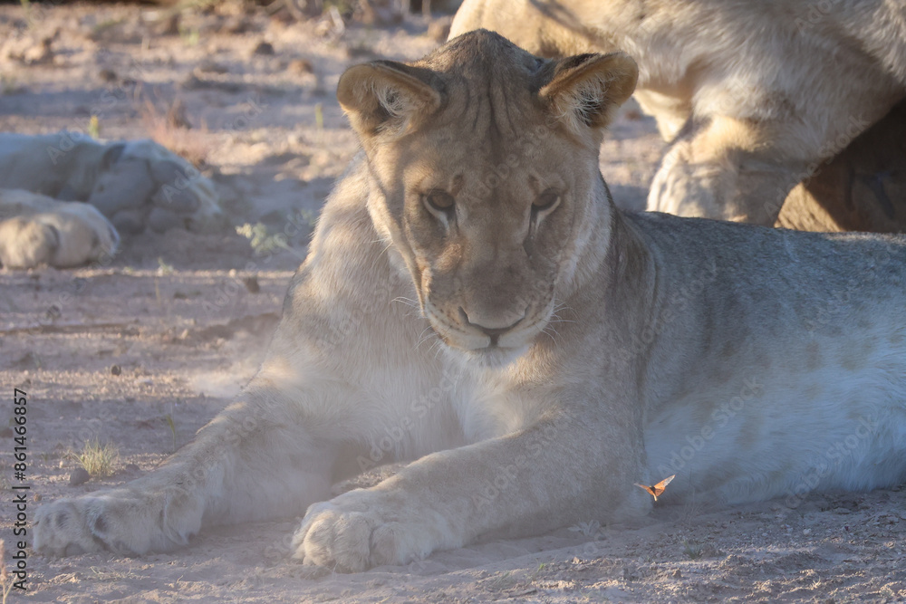 Fototapeta premium A young lion watches a butterfly fly by