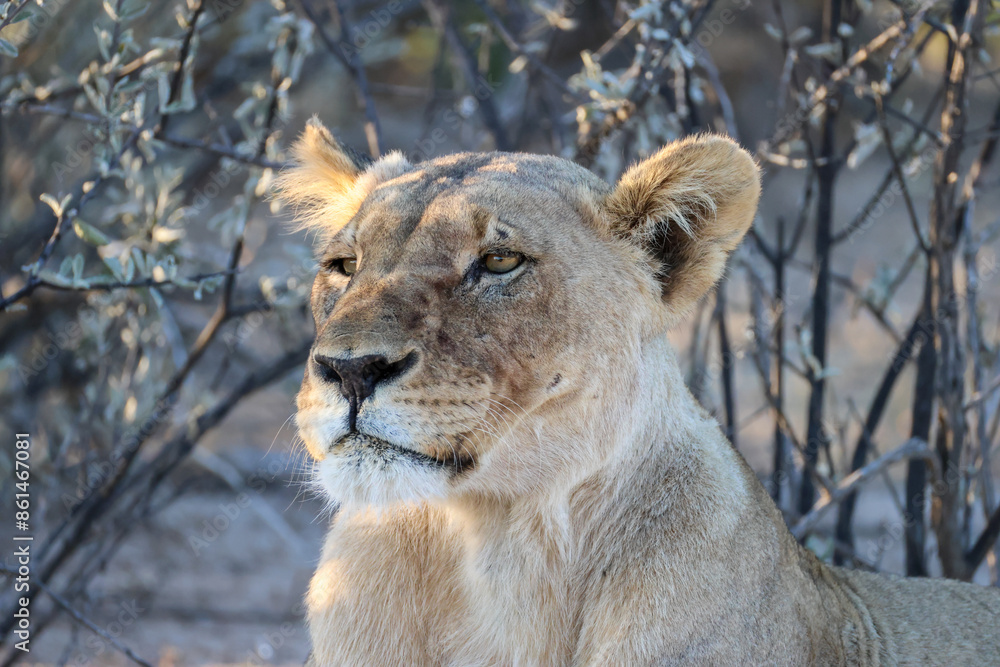 Fototapeta premium juvenile lion in the savannah of Namibia