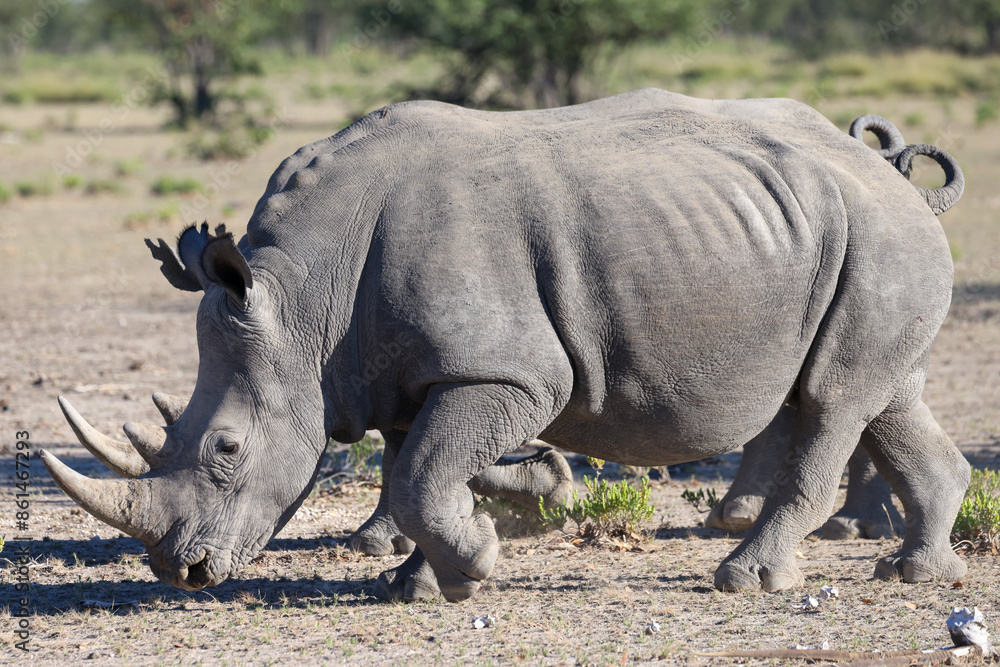 Obraz premium two white rhinos in Namibia