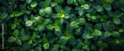 Wallpaper Mural Green Grass Wall Background, Capturing The Lush And Vibrant Beauty Of Nature Torontodigital.ca