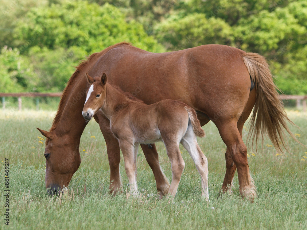Fototapeta premium Suffolk Punch Mare and Foal