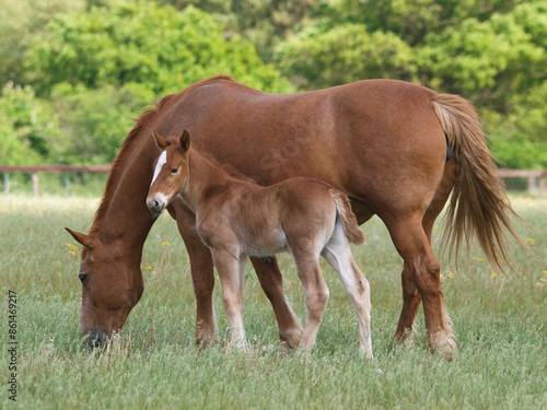 Wallpaper Mural Suffolk Punch Mare and Foal Torontodigital.ca