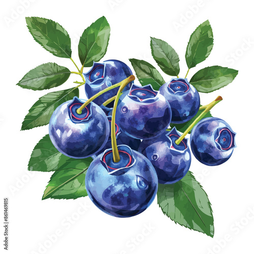 vector Blueberry with simple stems and green leaves