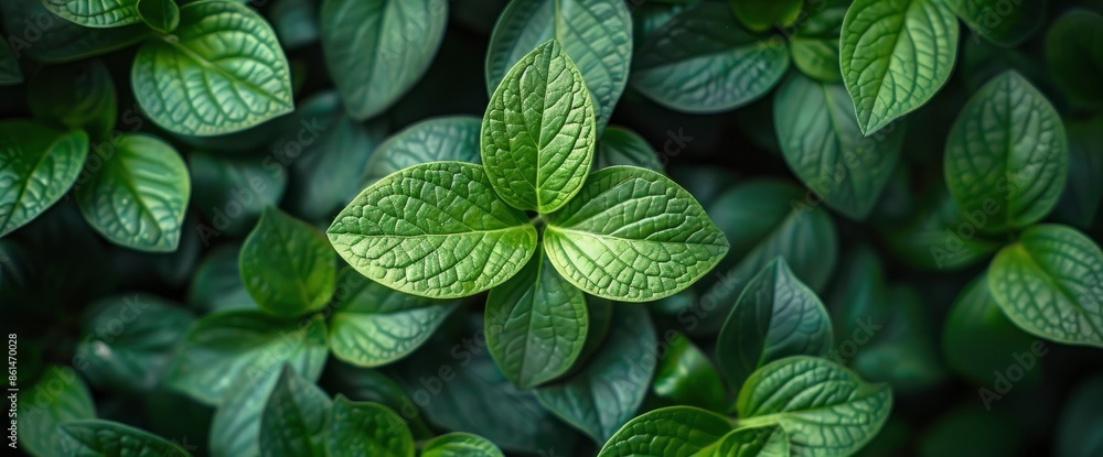 Green Leaves On White, Highlighting Their Fresh And Vibrant Nature Green Leaves On White, Highlighting Their Fresh And Vibrant Nature