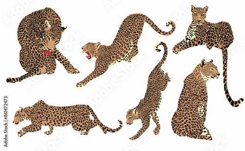 Big Set of Graphic Illustrations of a Leopard. Vector. Clipart.
