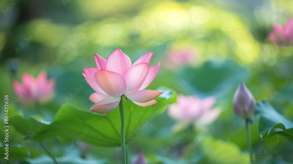 flower flower