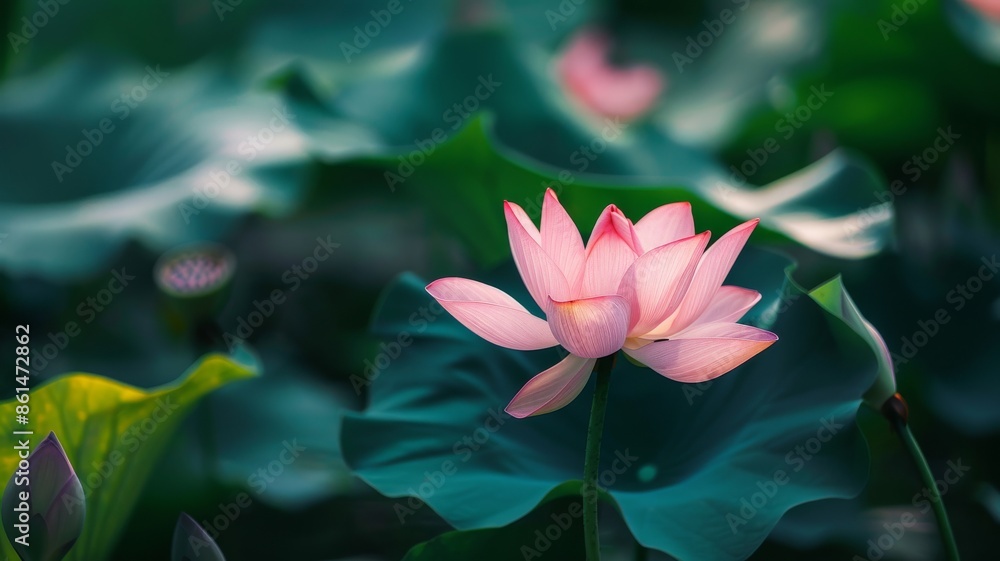 Obraz premium flower