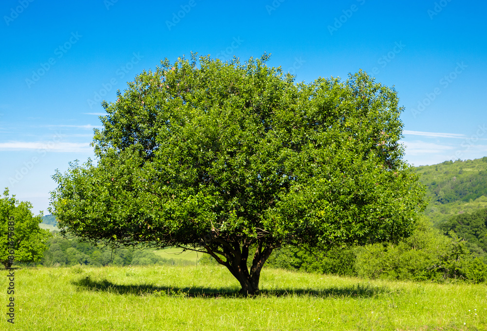 Landscape with a green tree on a field with green grass Landscape with a green tree on a field with green grass