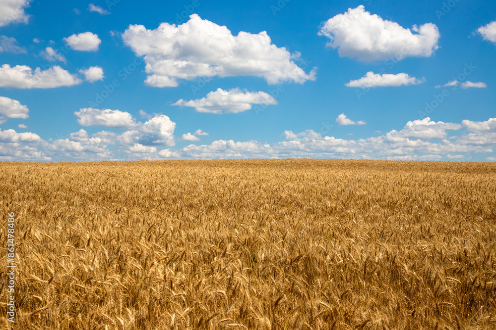 Landscape with a field of ripe golden wheat and blue sky with fluffy clouds, perfect as wallpaper Landscape with a field of ripe golden wheat and blue sky with fluffy clouds, perfect as wallpaper