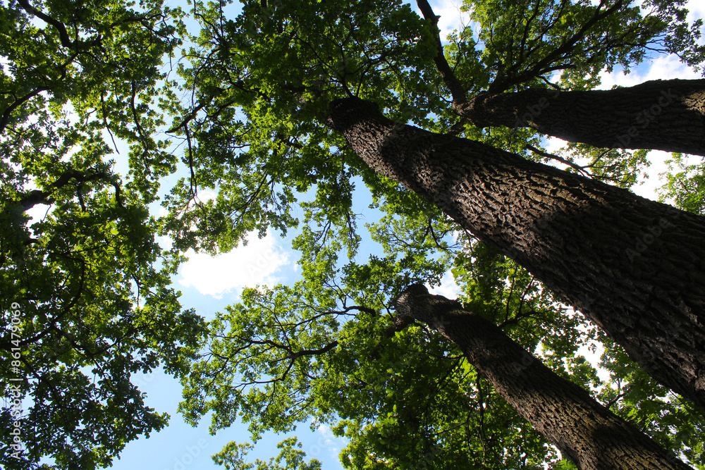 Fototapeta premium tree in the forest, trees with green leaves on the background of the blue sky