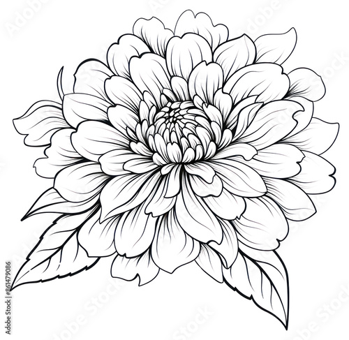 PNG Flower drawing dahlia nature.