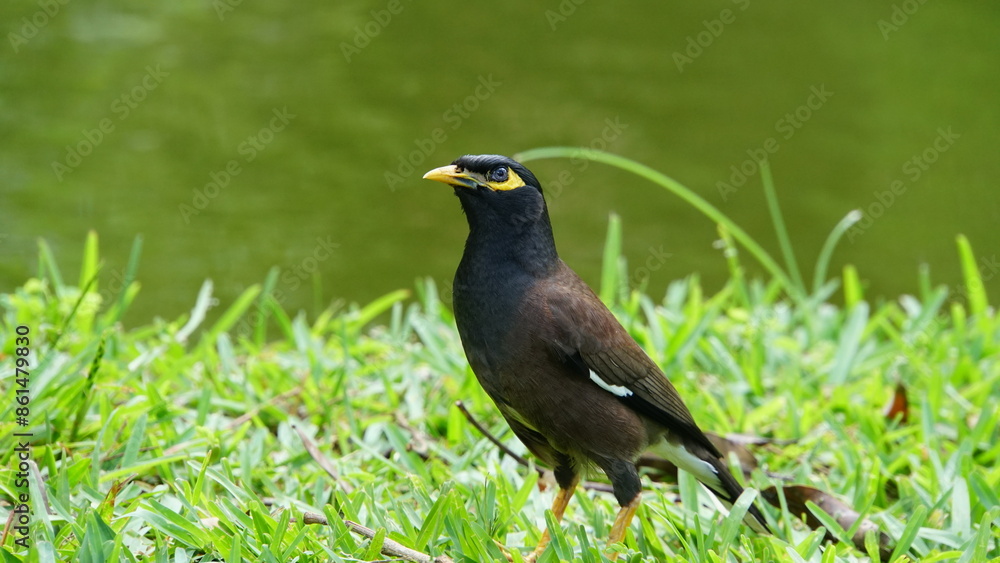 blackbird on the grass blackbird on the grass