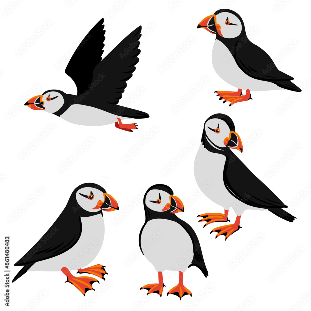 Fototapeta premium vector drawing birds, hand drawn Atlantic puffin , isolated nature design elements
