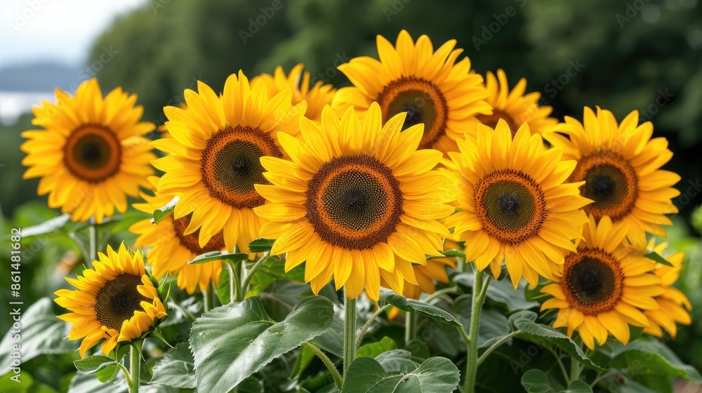 sunflower in the garden HD 8K wallpaper Stock Photographic Image sunflower in the garden HD 8K wallpaper Stock Photographic Image