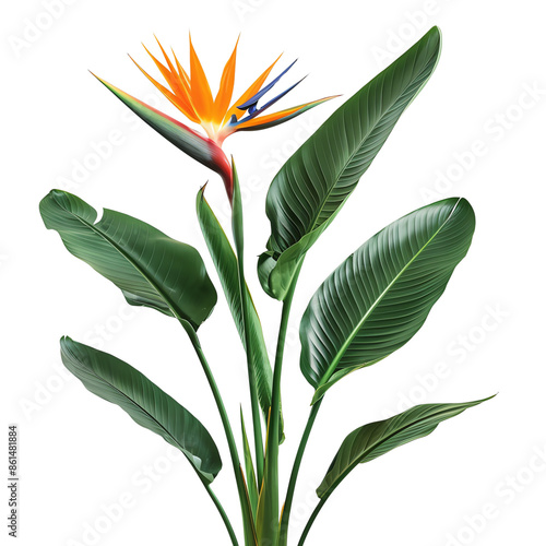 Vibrant Bird of Paradise flower with lush green leaves, isolated on white background. Perfect for nature, botanical, and garden-themed designs.