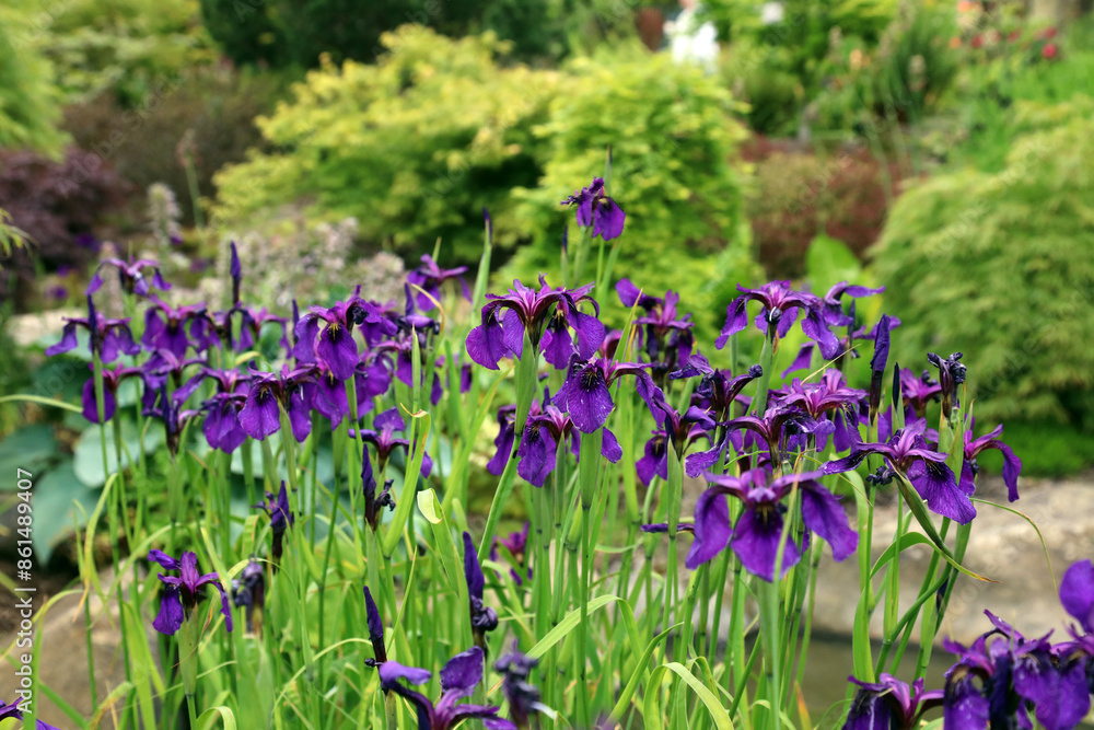 Bed of Black Iris blooms, North Yorkshire England
Bed of Black Iris blooms, North Yorkshire England