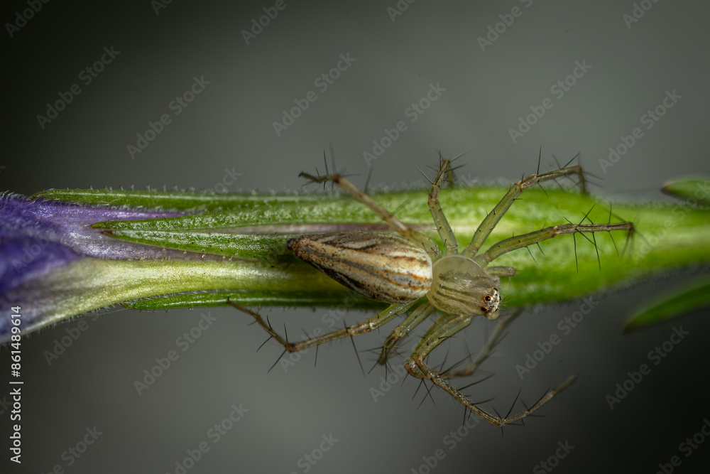 Macro image of a grass lynx spider on a purple flower in the garden. Macro image of a grass lynx spider on a purple flower in the garden.