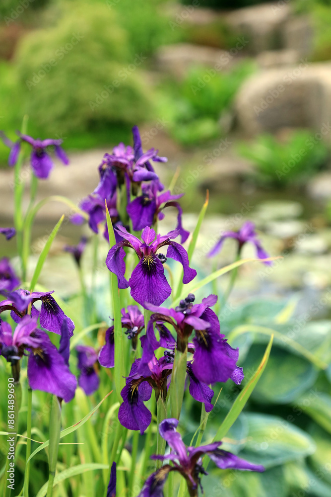 Closeup of Black Iris blooms, North Yorkshire England
Closeup of Black Iris blooms, North Yorkshire England