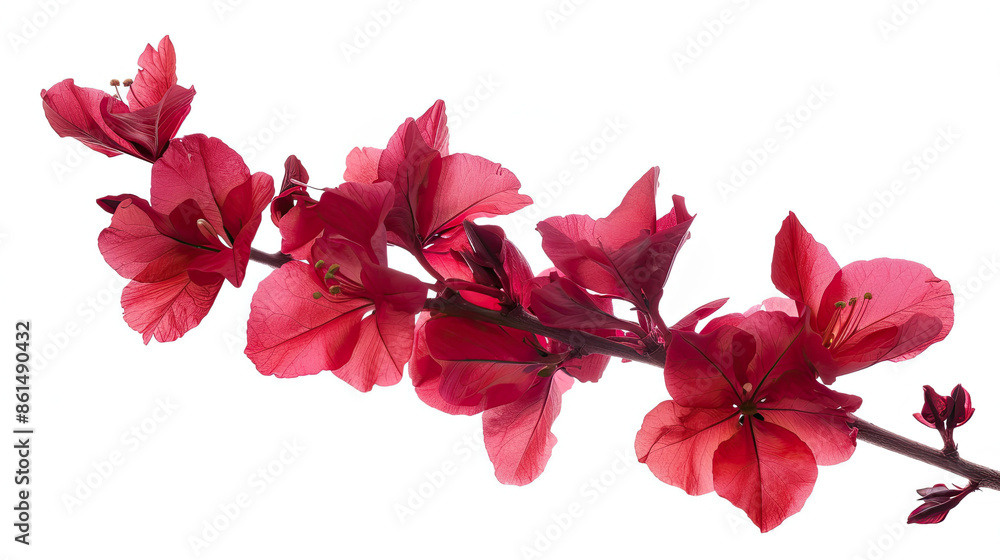 Branch of red flower isolated on white background Branch of red flower isolated on white background