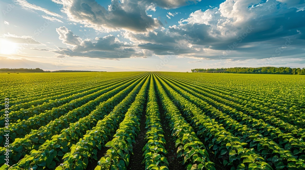 Beautiful abstract pattern of green crops field in farm land. Beautiful abstract pattern of green crops field in farm land.