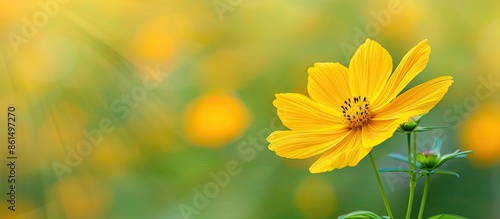 A vibrant yellow cosmos flower blooms beautifully with a picturesque background perfect for showcasing in a copy space image.