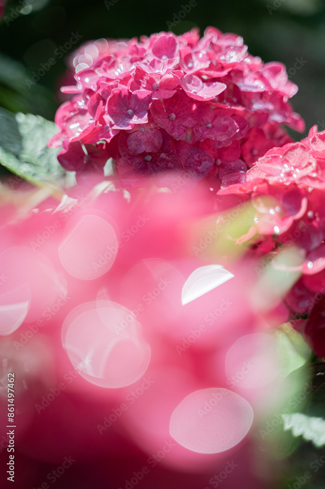 Fototapeta premium 紫陽花レトロ