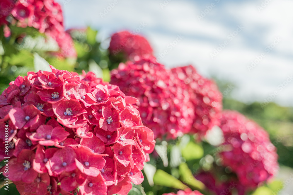 紫陽花レトロ 紫陽花レトロ