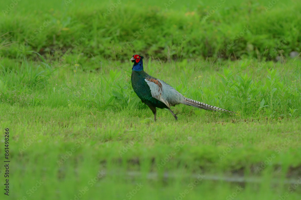 Obraz premium 初夏の田んぼで見られる緑色の美しい羽をした日本の国鳥のキジ