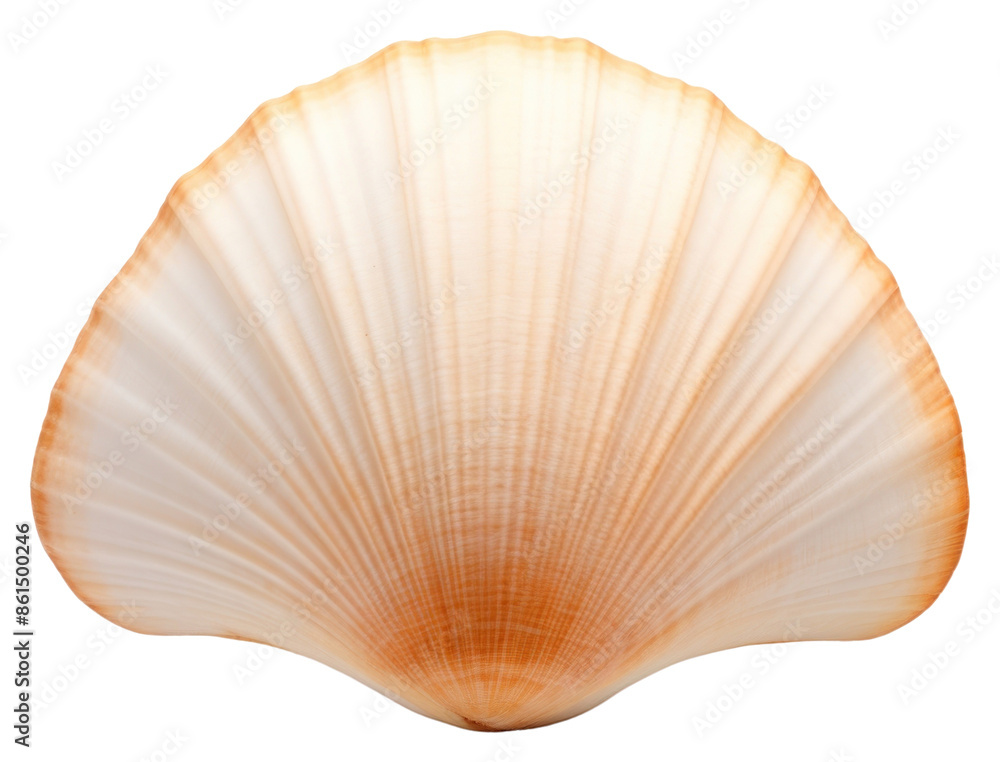PNG Ocean shell clam white background invertebrate. PNG Ocean shell clam white background invertebrate.
