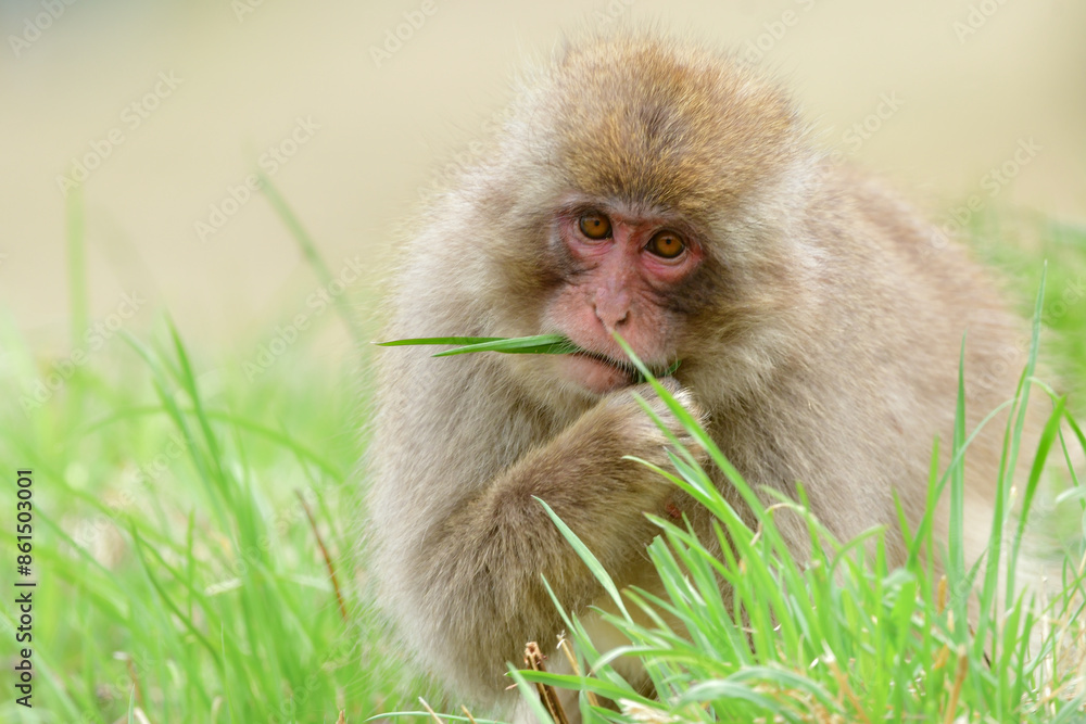 Naklejka premium 長野県の地獄谷温泉近くで見られる人懐っこい、好奇心旺盛な野生のニホンザル