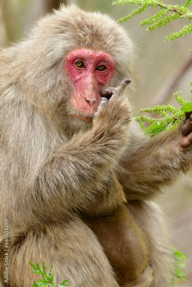 Obraz premium 長野県の地獄谷温泉近くで見られる人懐っこい、好奇心旺盛な野生のニホンザル