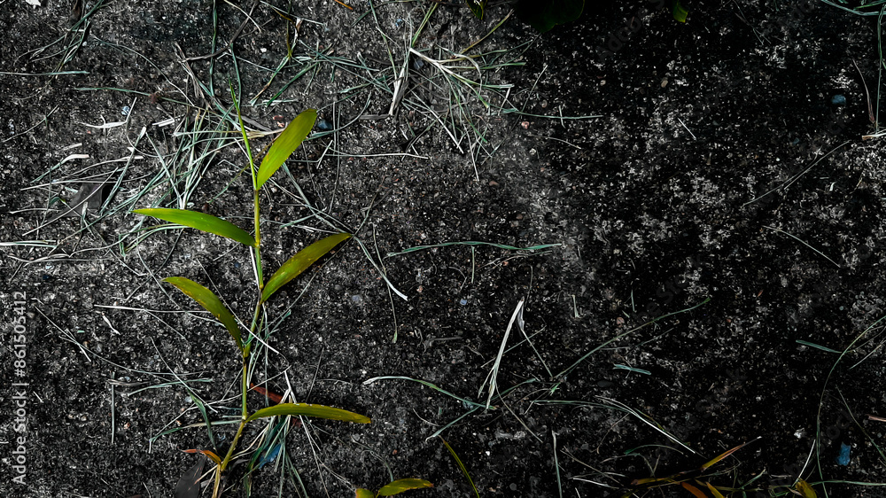 Young Grass Growing in Dark Soil Background Young Grass Growing in Dark Soil Background