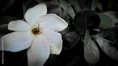 White Flower with Dark Foliage Background