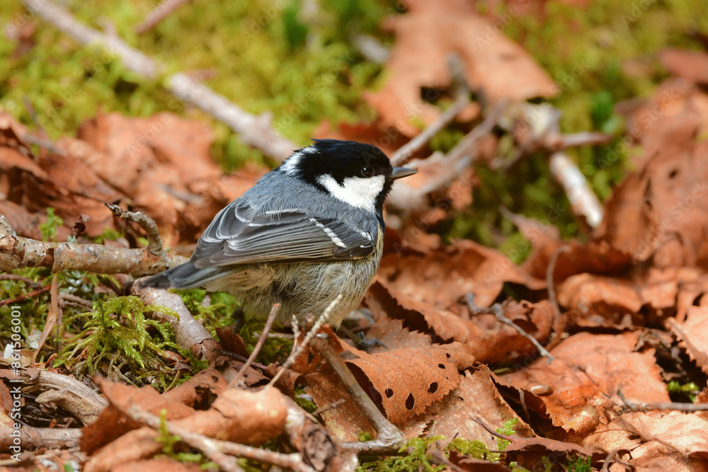 Obraz premium 八ヶ岳や上高地の亜高山帯の針葉樹の森で見られる愛嬌あるかわいらしい小鳥ヒガラ