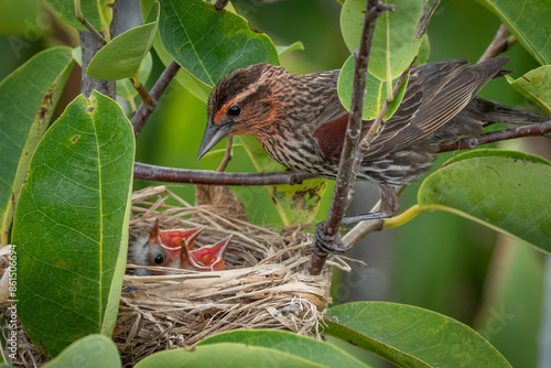 Red-winged Blackbird and her chicks photo