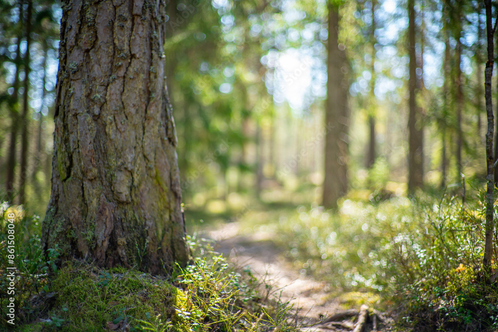 Naklejka premium close up of pine tree in beatiful green forest scenery