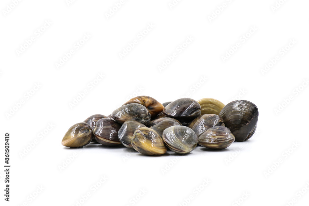 Closed up fresh baby clams, venus shell, shellfish, carpet clams, short necked clams, as raw food from the sea are the seafood ingredients. fresh clams isolated on white background. Closed up fresh baby clams, venus shell, shellfish, carpet clams, short necked clams, as raw food from the sea are the seafood ingredients. fresh clams isolated on white background.