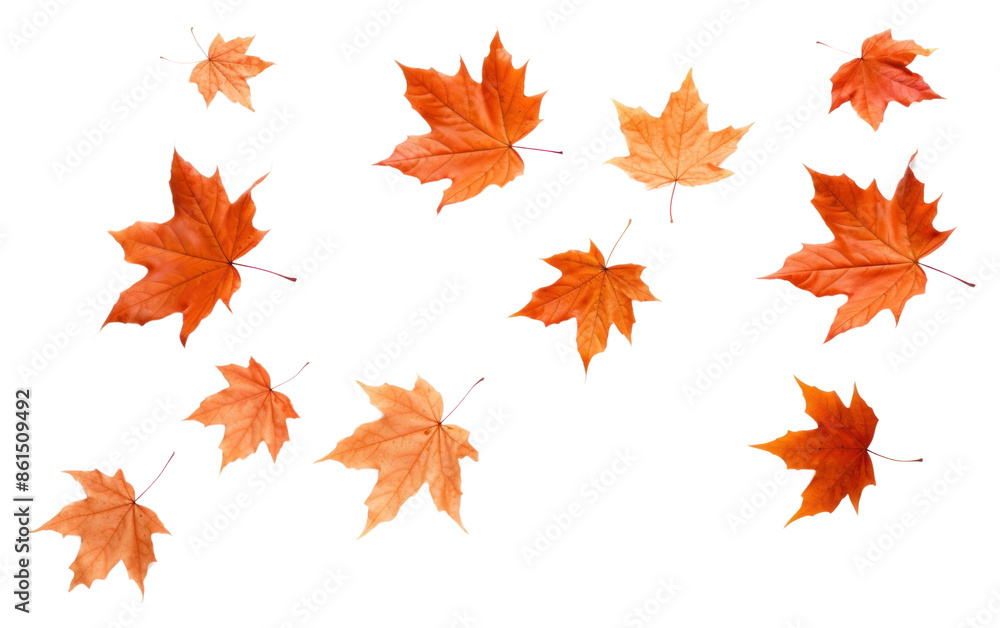 PNG Autumn leaves maple backgrounds plant. PNG Autumn leaves maple backgrounds plant.