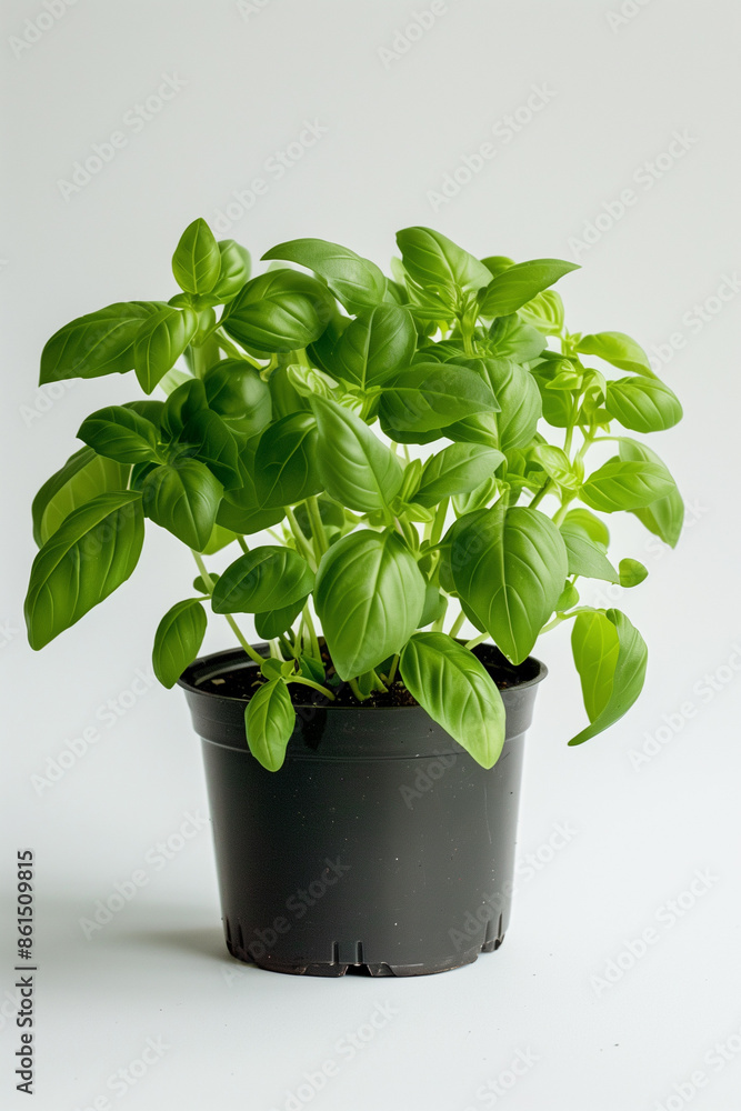 Basil, perfect herb for cooking and cocktails Basil, perfect herb for cooking and cocktails