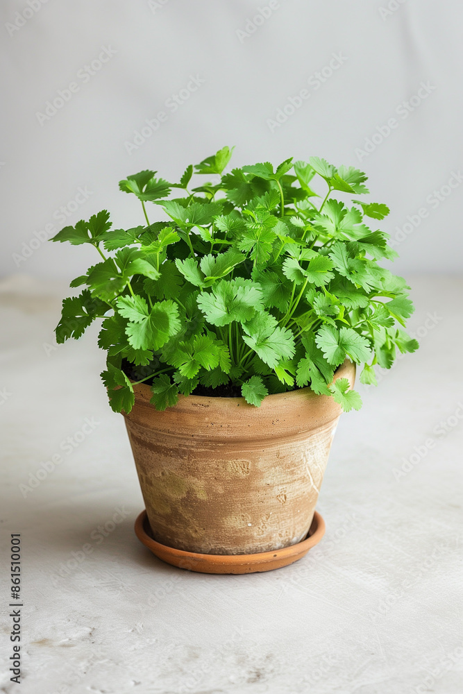 Coriander, kitchen herbs Coriander, kitchen herbs