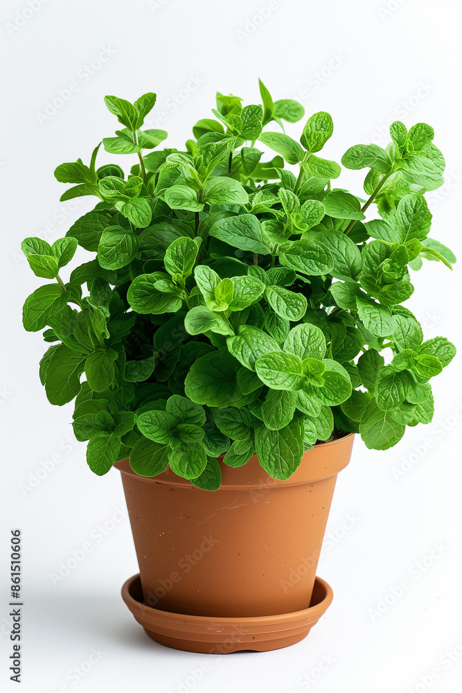 Mint, herb cultivation Mint, herb cultivation