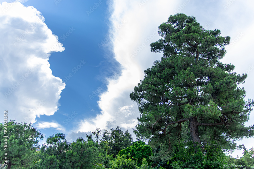 Obraz premium Tall Pine Tree Against Cloudy Blue Sky