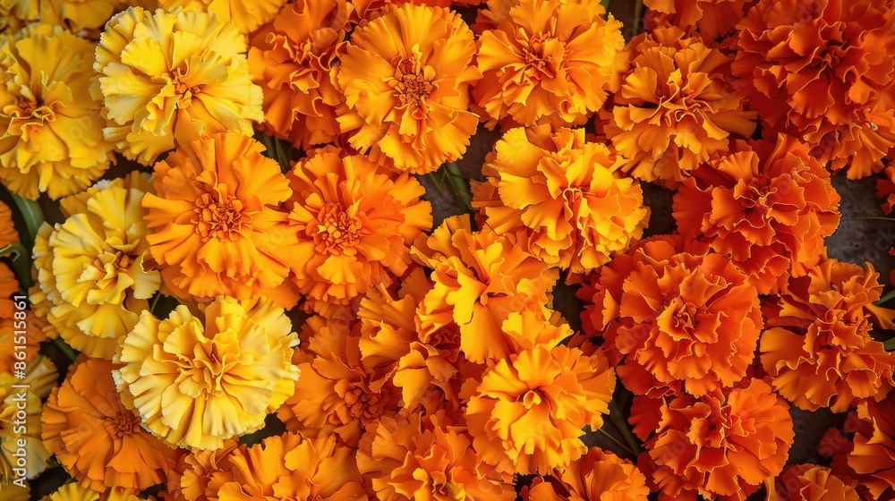 marigolds traditional flowers for the Day of the Dead mexican festival marigolds traditional flowers for the Day of the Dead mexican festival