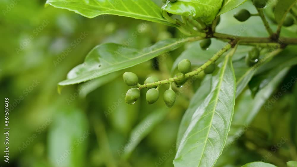 Ripening green berries on a branch of succulent leaves of an ornamental plant in a botanical garden. Biodiversity concept Ripening green berries on a branch of succulent leaves of an ornamental plant in a botanical garden. Biodiversity concept