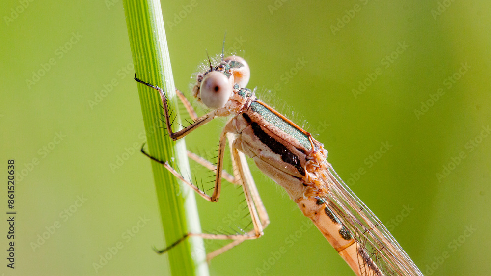 dragonfly on a green leaf dragonfly on a green leaf