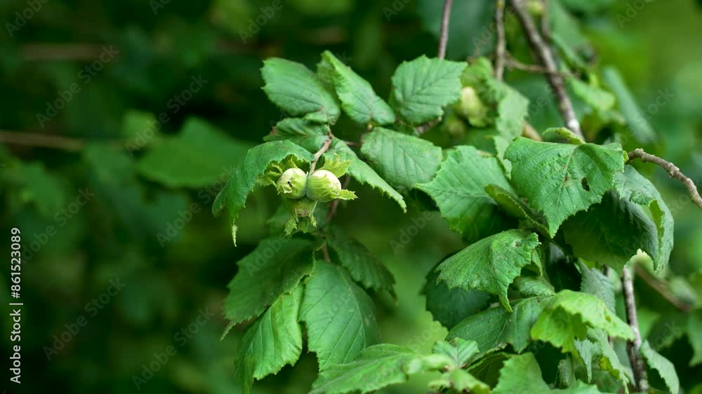 Ripening young hazelnuts with lush green foliage on a wild woodland tree close up Ripening young hazelnuts with lush green foliage on a wild woodland tree close up