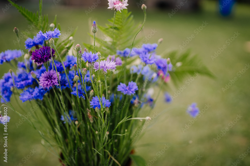 valmiera, Latvia - September 15, 2023 - A bouquet of vibrant blue and purple wildflowers with green foliage, set against a blurred outdoor background. valmiera, Latvia - September 15, 2023 - A bouquet of vibrant blue and purple wildflowers with green foliage, set against a blurred outdoor background.