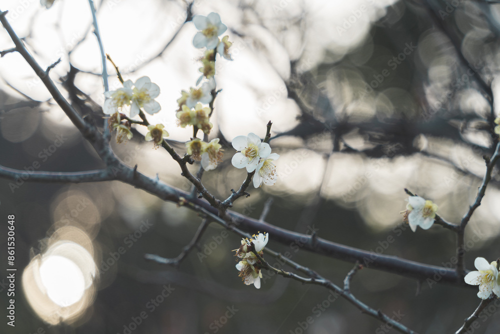 美しい梅の花 美しい梅の花