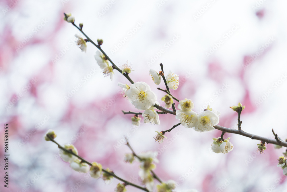 春の訪れを告げる梅の花 春の訪れを告げる梅の花