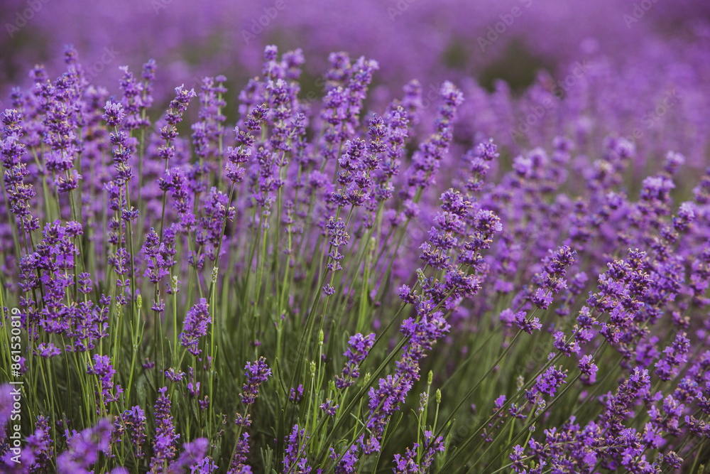 Flowers in the lavender fields in the Provence mountains. Panoramic landscape with blooming lavender. Violet background. Flowers in the lavender fields in the Provence mountains. Panoramic landscape with blooming lavender. Violet background.
